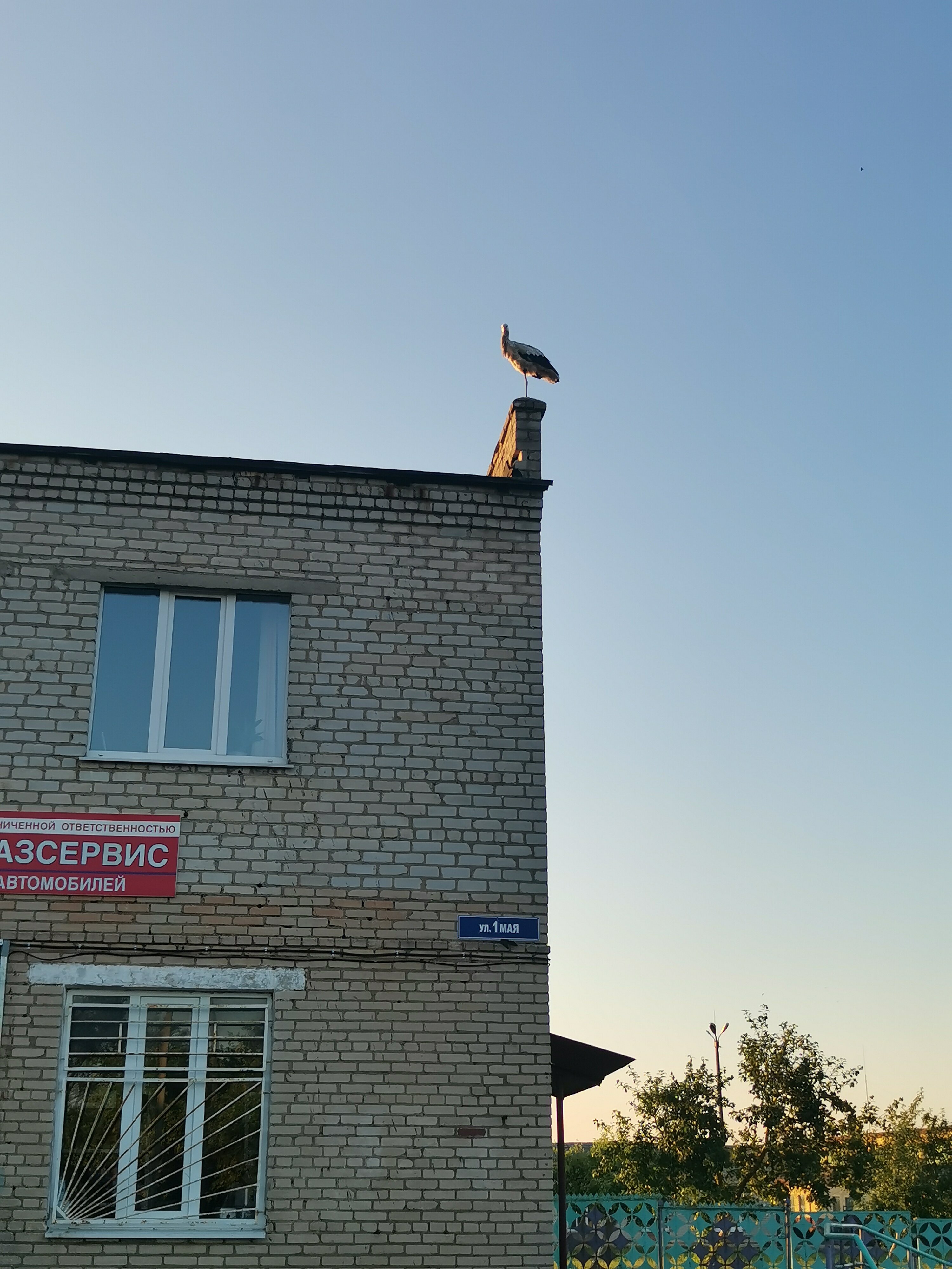 Фото Крокус