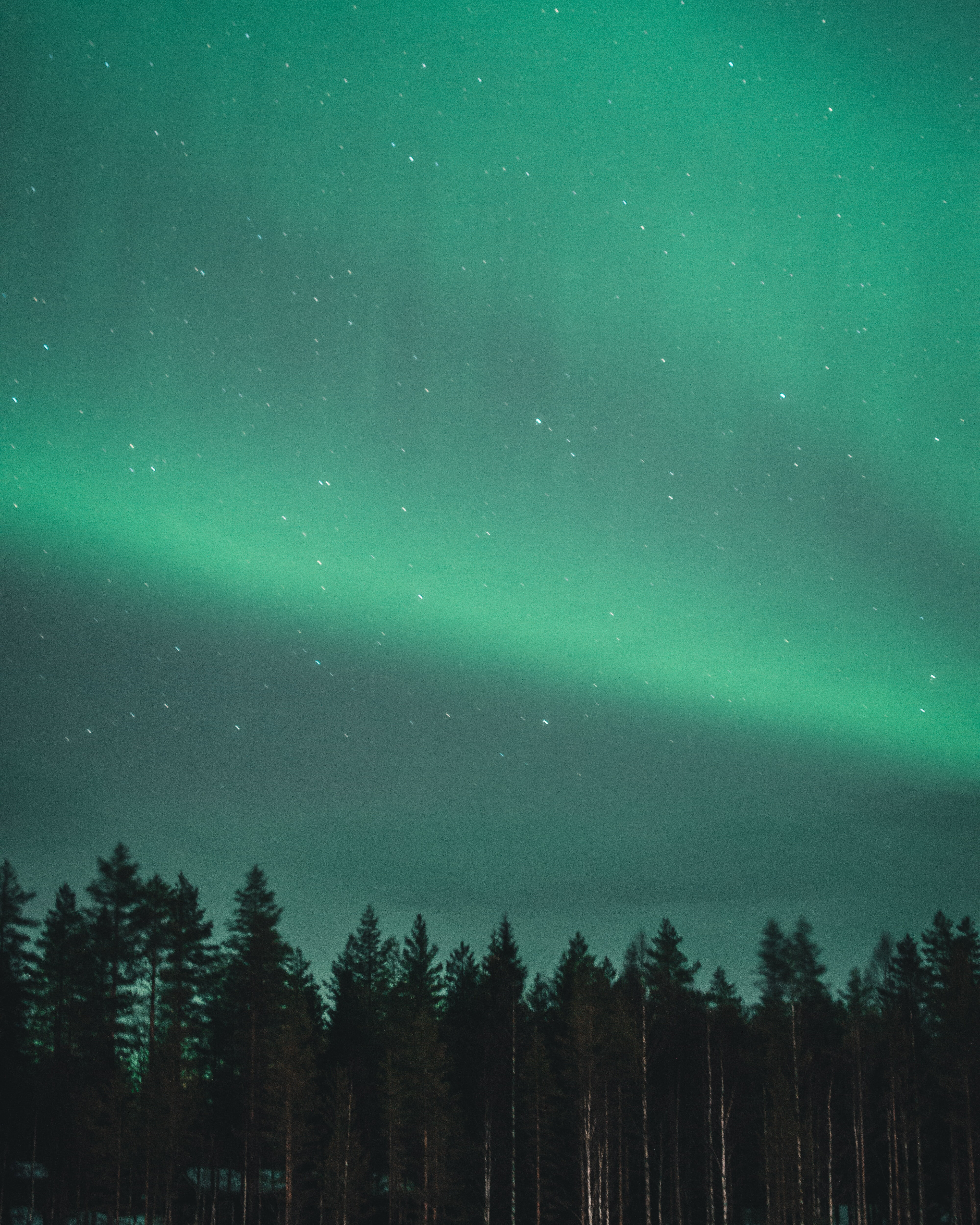 Фото Forest Park