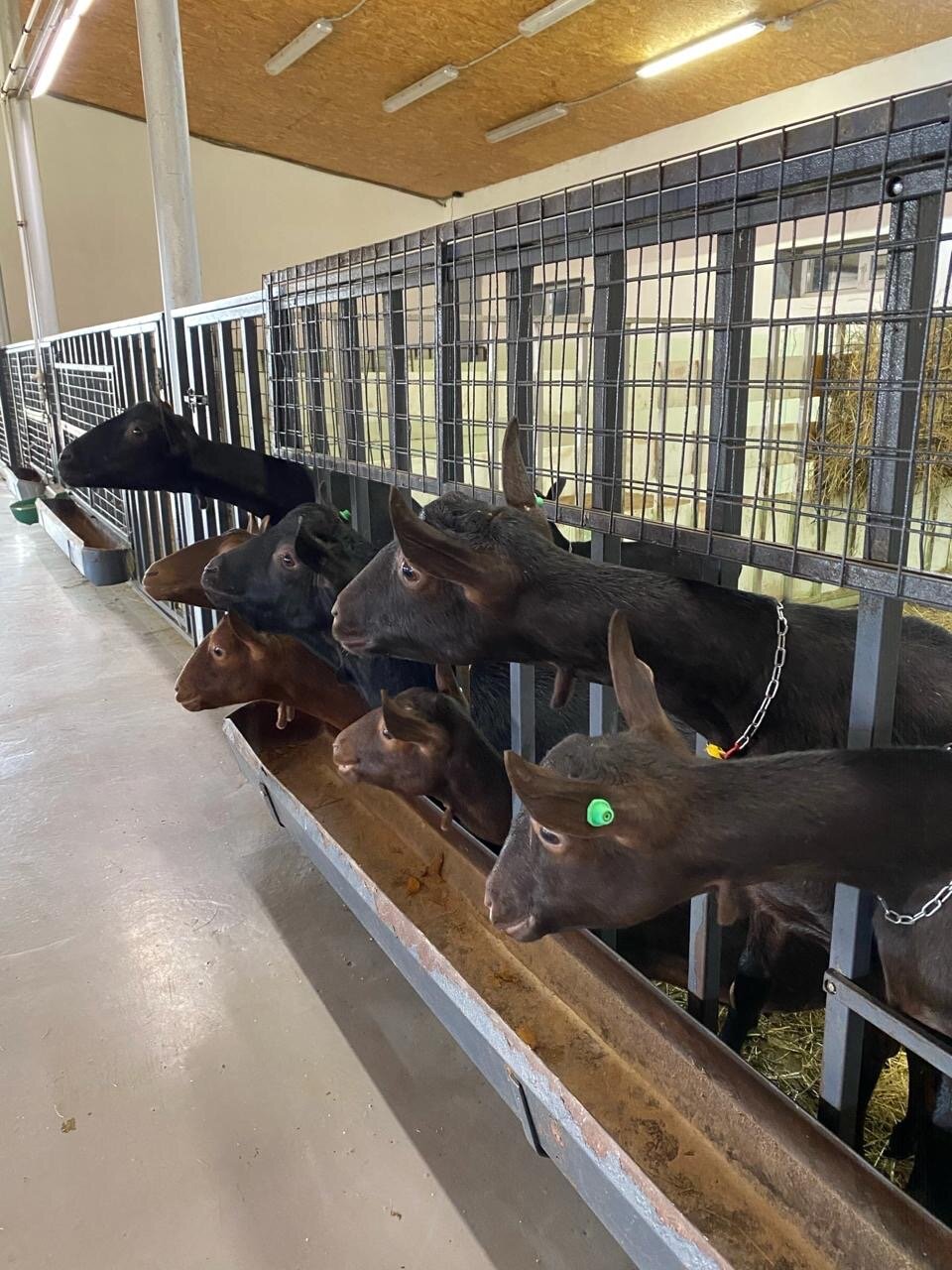 Фото Tasin-Bor Farm