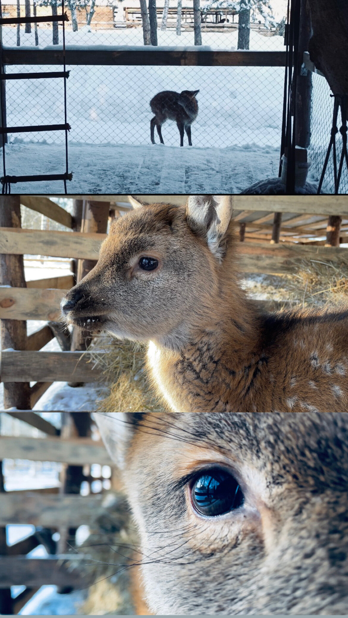 Фото Дикое подворье