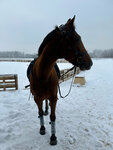 Конюшня HorseGO (просп. Гагарина, 234Д), конный клуб в Нижнем Новгороде