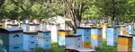 Пасека Гопка (Новая ул., 11, село Вишневка), мёд и продукты пчеловодства в Приморском крае