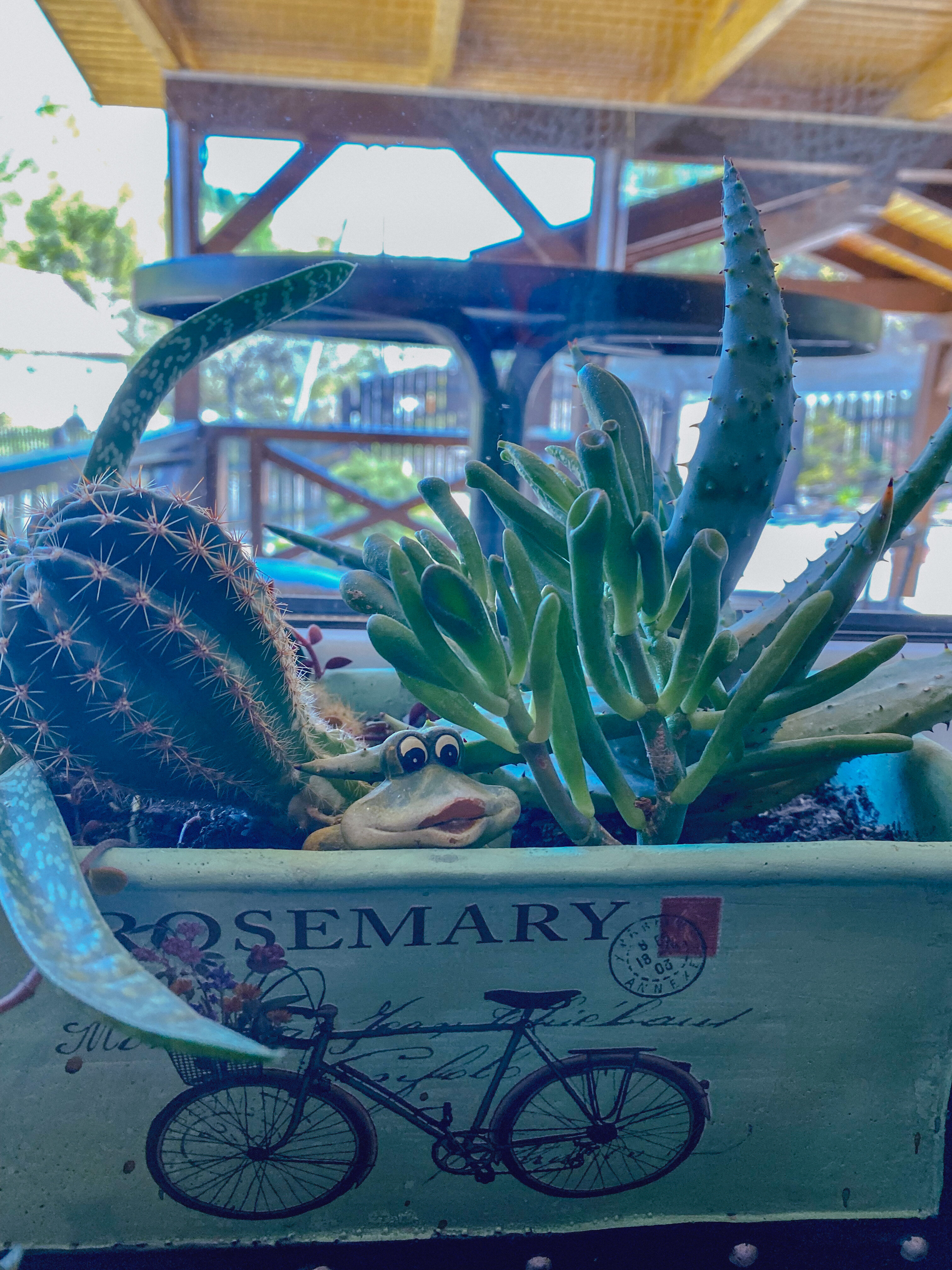 Фото Яковка