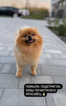 DogClub (Pokatnaya ulitsa, 130/1) ، صالون حيوانات أليفة