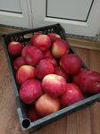 Сады Суры (Penza Region, Bessonovskiy rayon, Grabovskiy selsovet), productos agrícolas