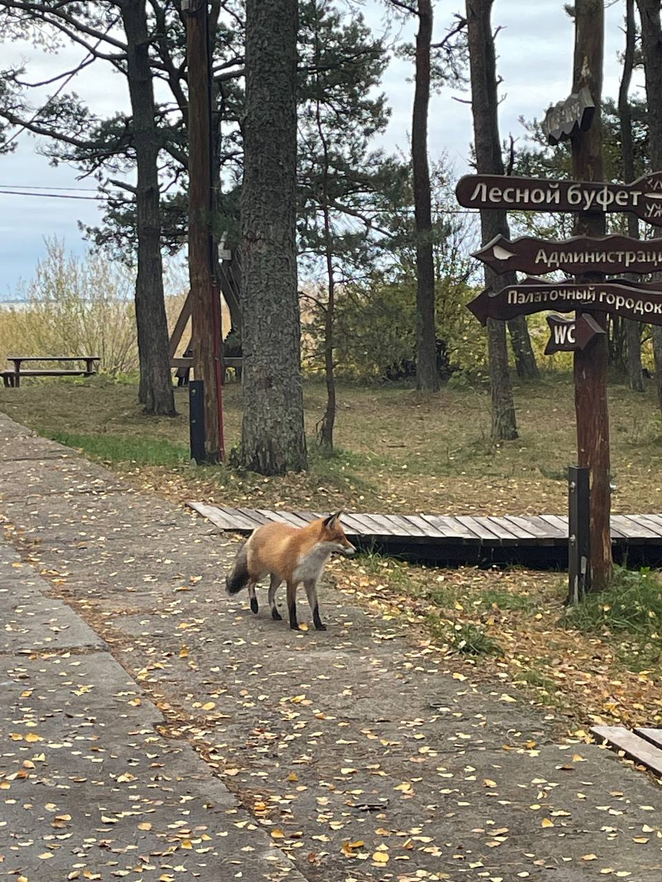 Фото Куршале