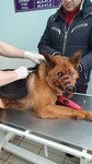 Городская Ветеринарная Станция (ulitsa Aksakova, 4А), clínica veterinaria