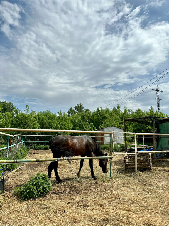 Horse riding Орлёнок, Ufa, photo