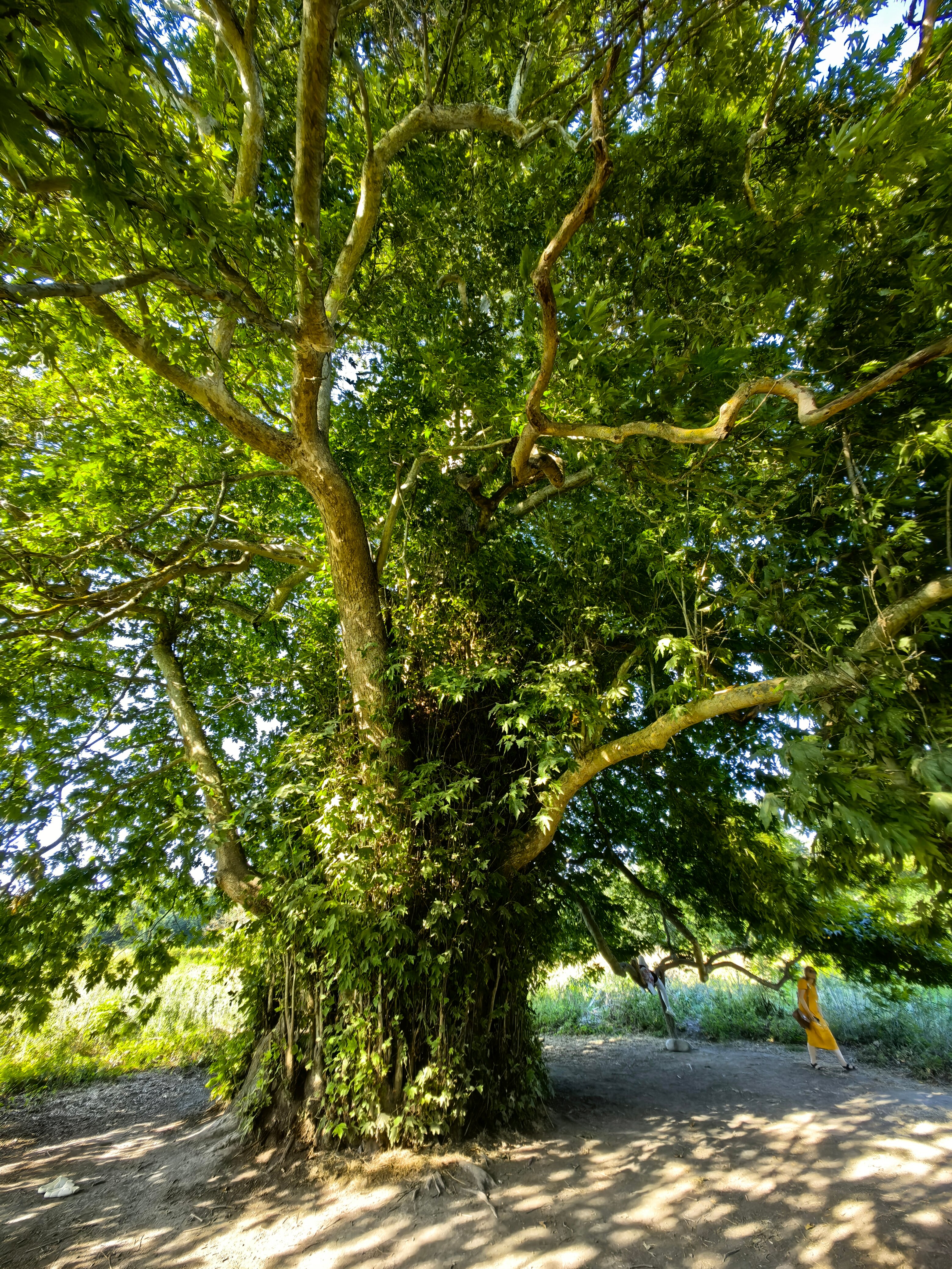 Фото Самурская Жемчужина