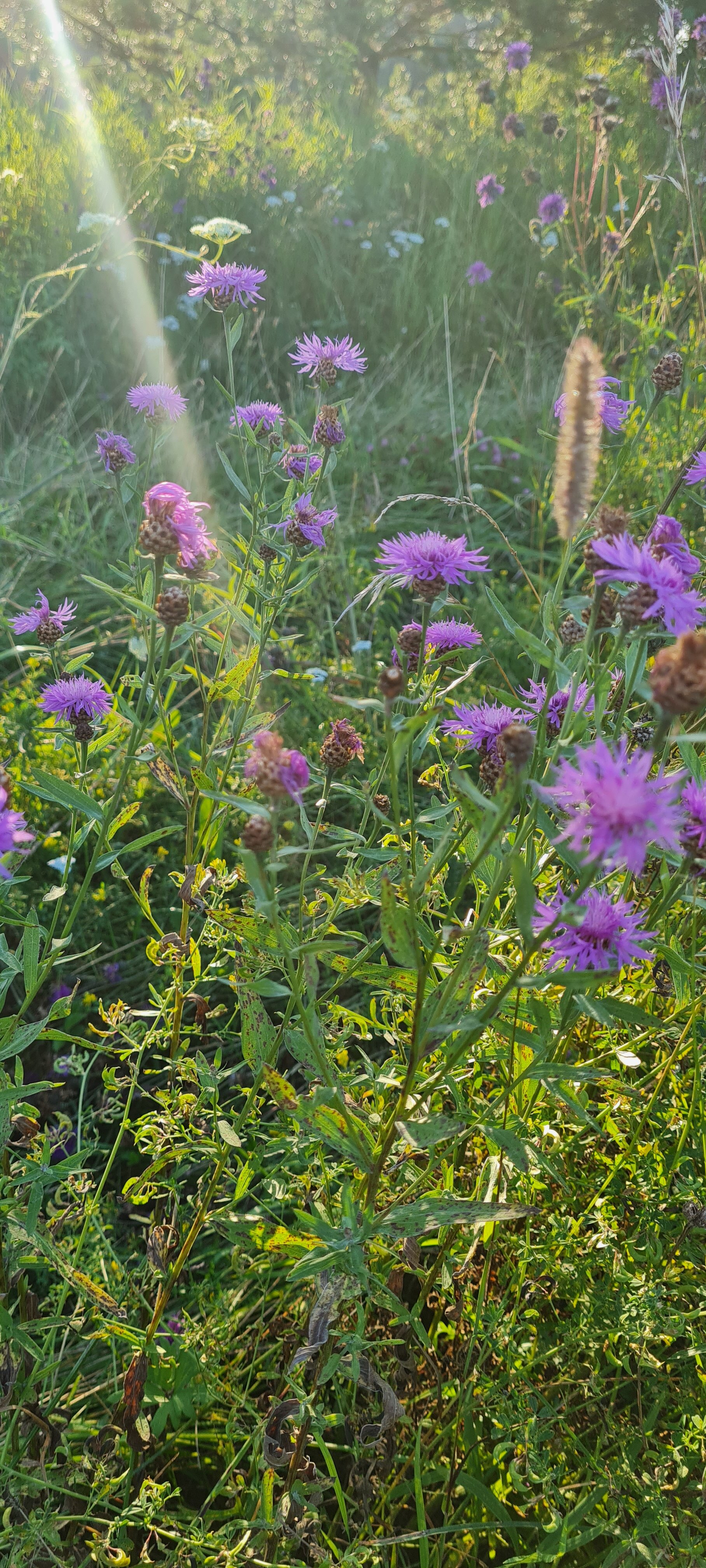 Фото Босфор в Родне