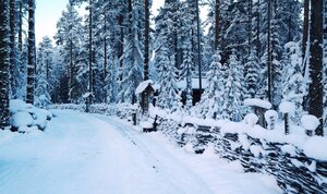 Шишки на Лампушке