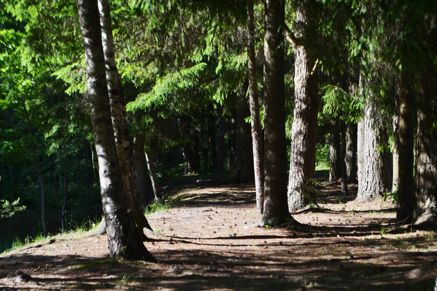 Фото Пушкиногорье