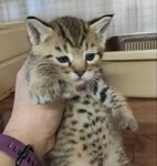 FairyBerendey (SNT Iskan, 20), vivero de animales