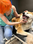 ParaDogs (ulitsa Lytkina, 82/1), pet salon