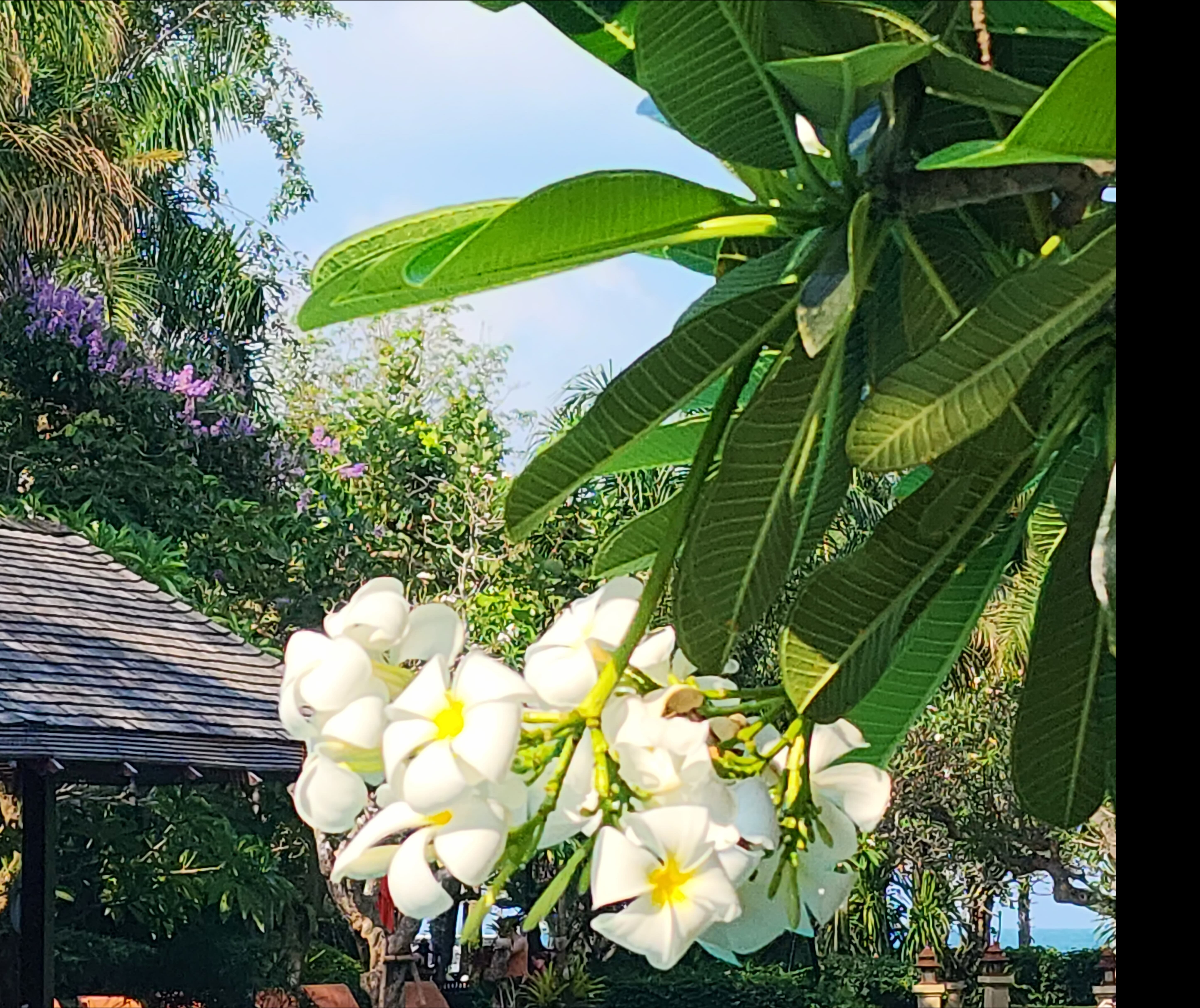 Фото Ravindra Beach Resort & SPA