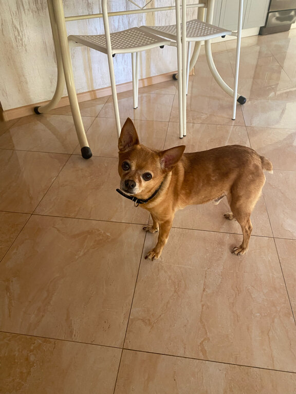 Фото Белая Лилия