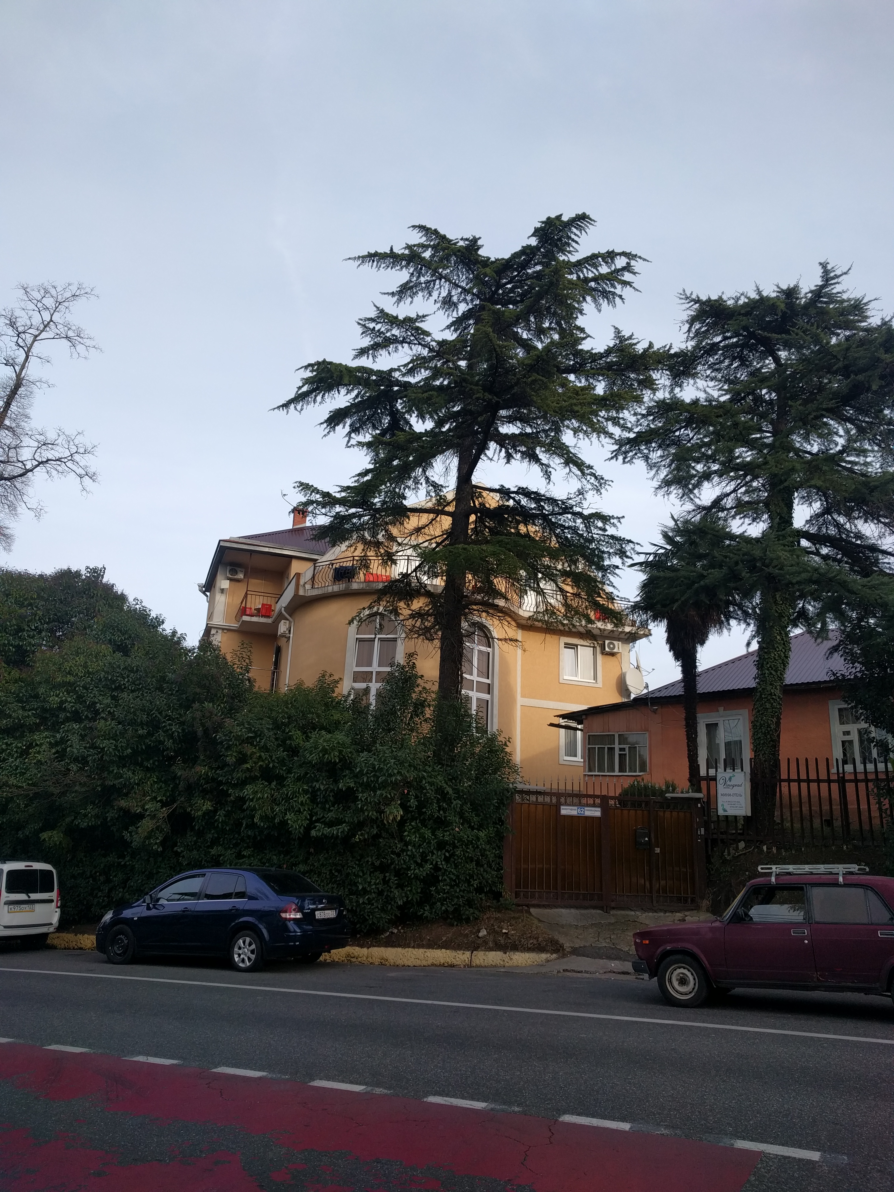 Фото Виноград