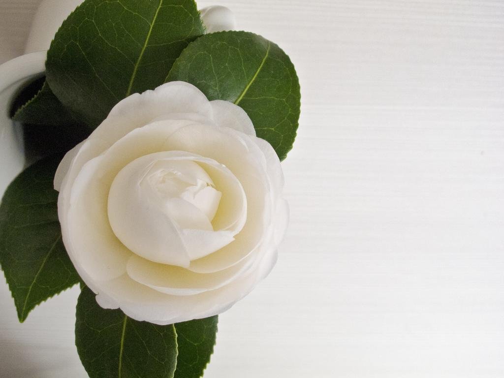 Фото Bella Nonna