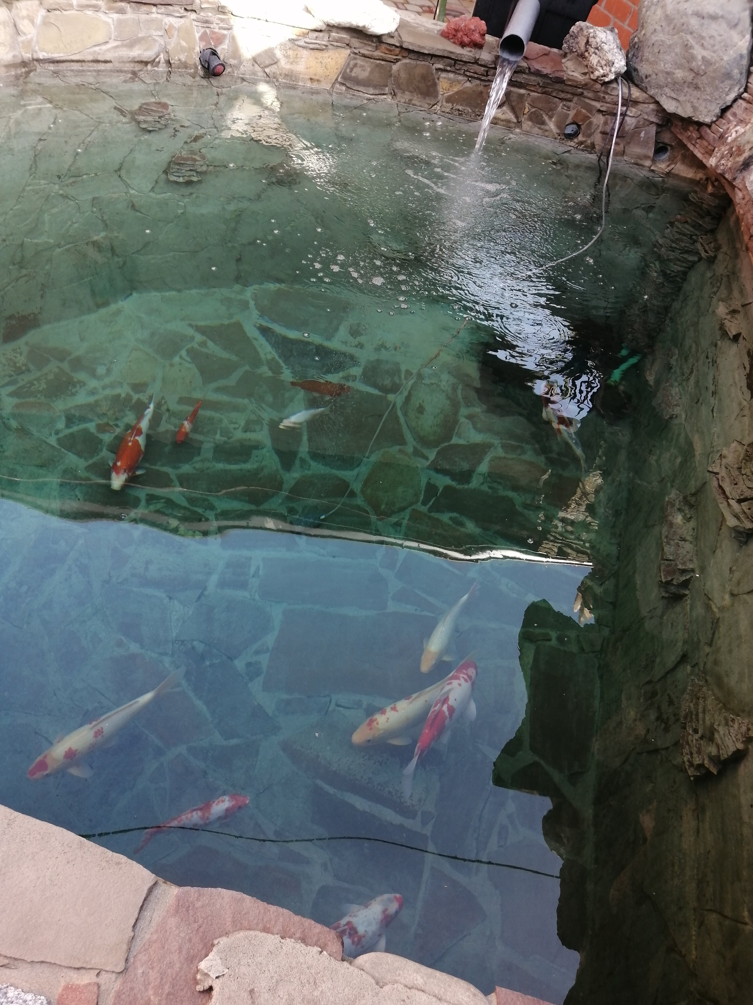 Фото Багира