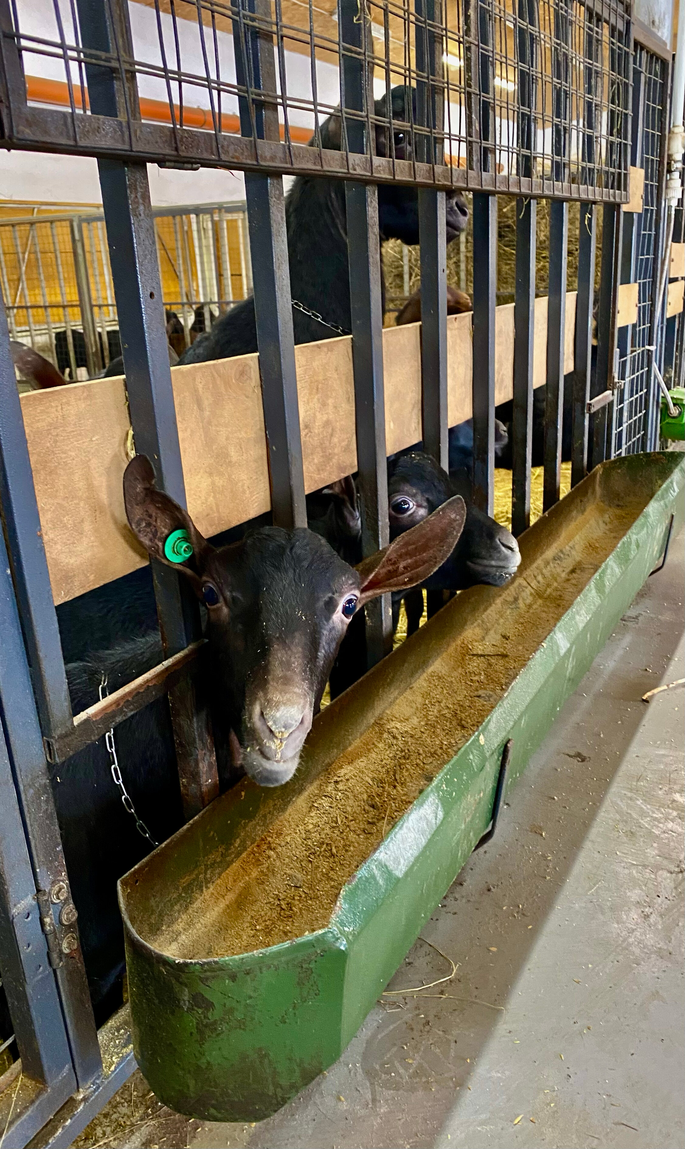 Фото Tasin-Bor Farm