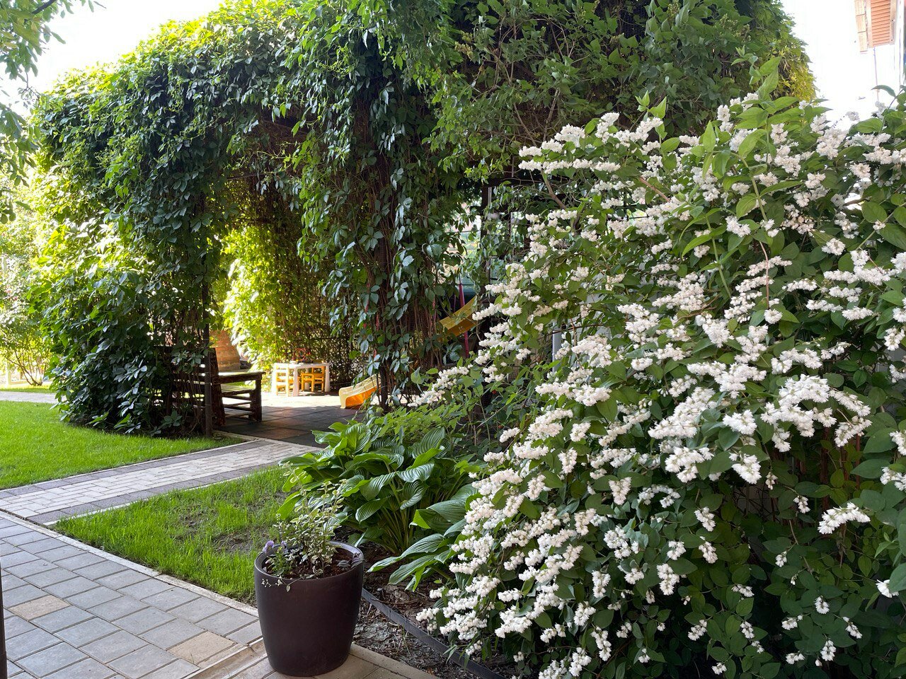 Фото Совёнок