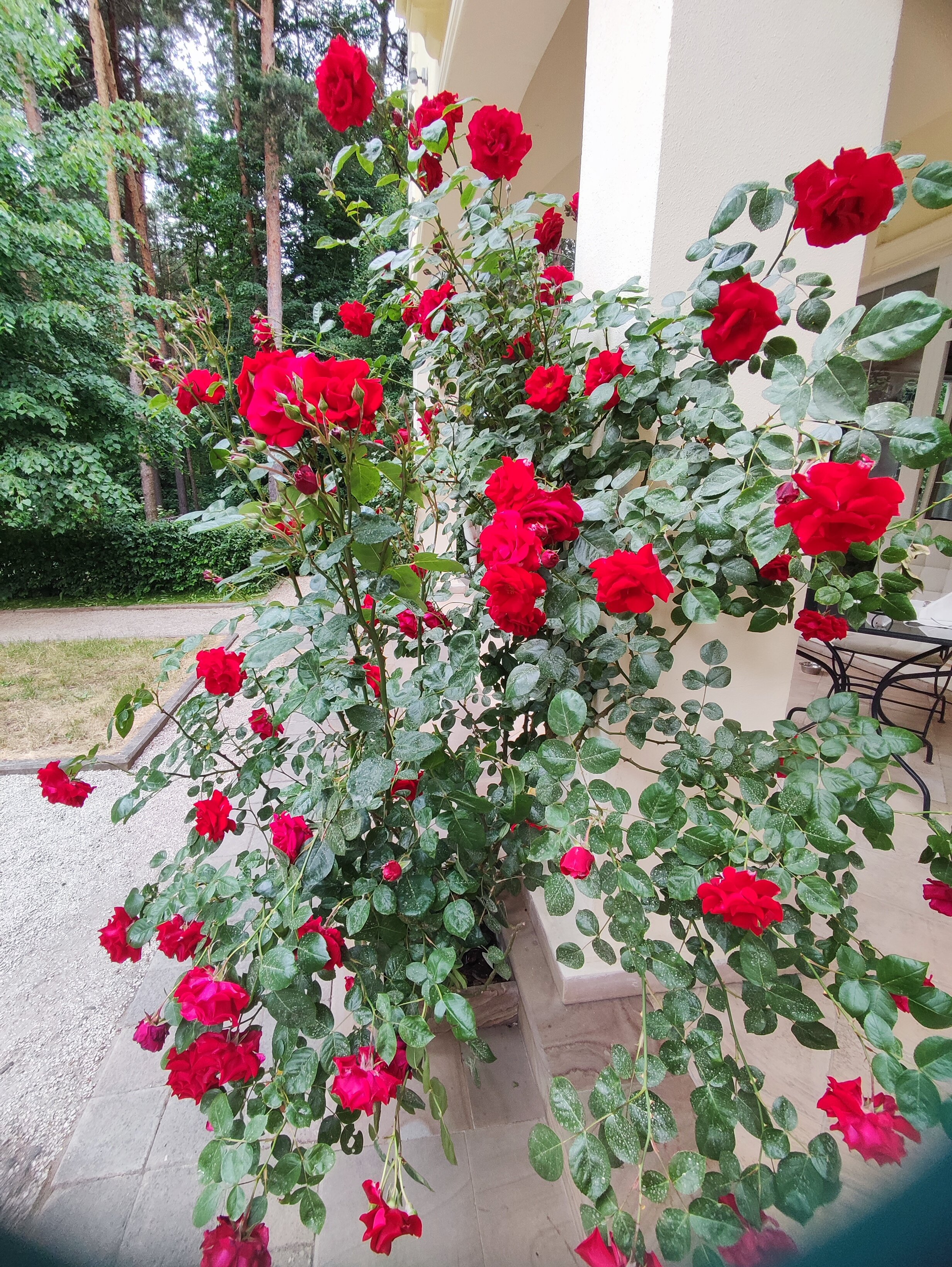 Фото Кронон Парк Отель