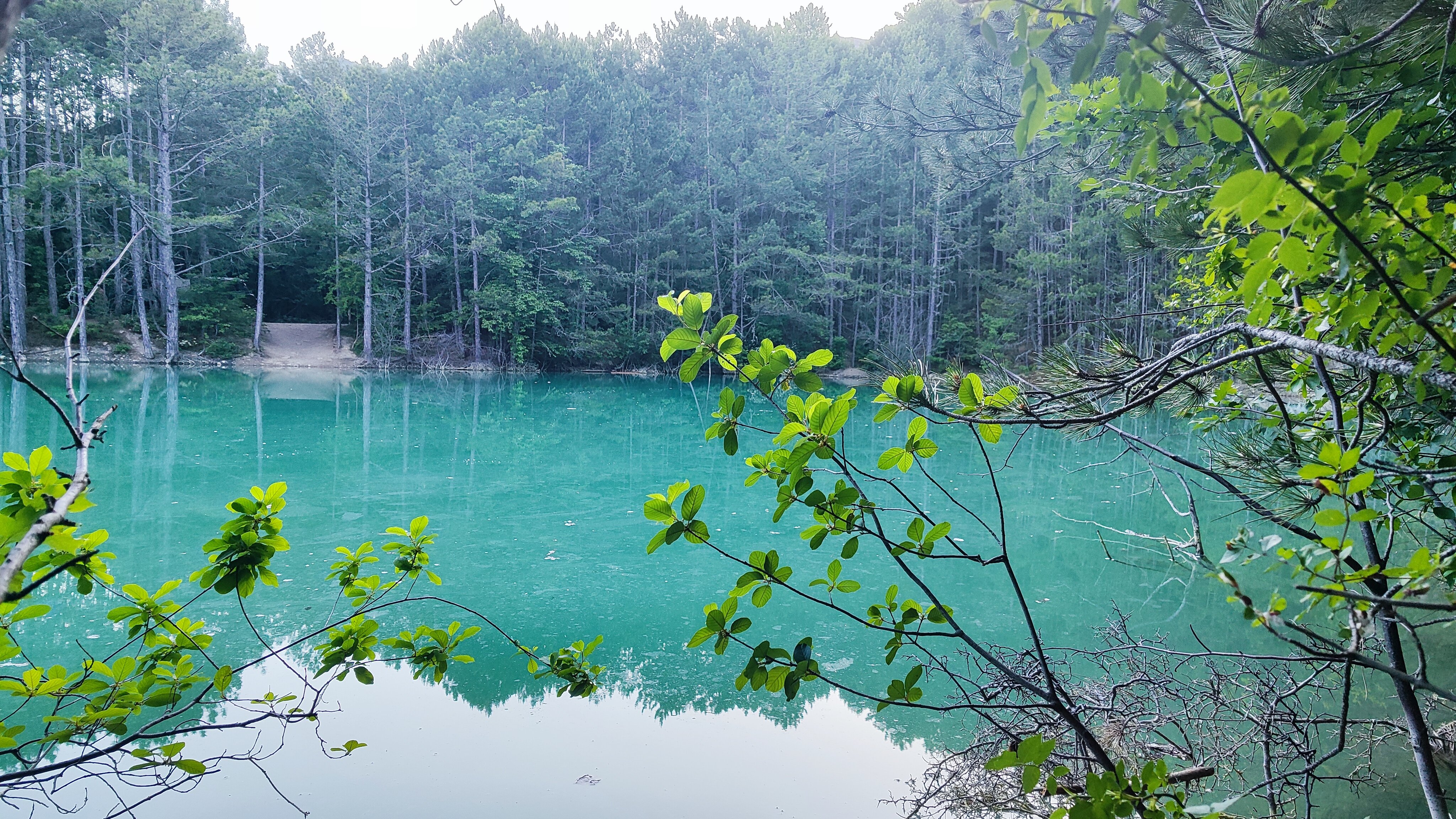 Фото Лесная Сказка