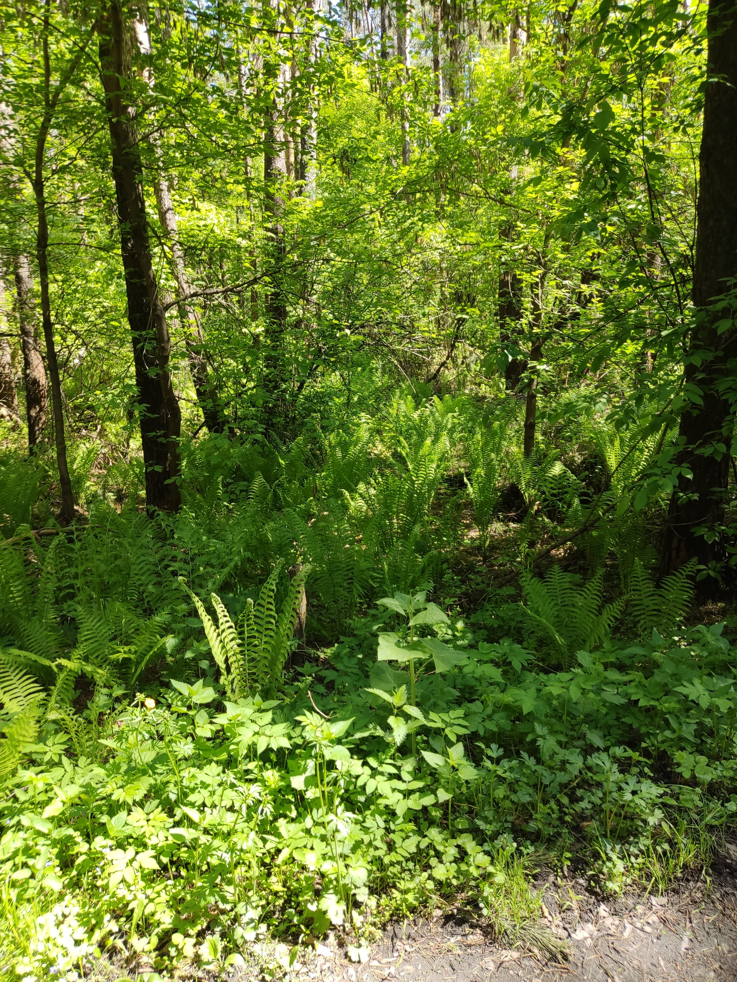 Фото Лесная сказка