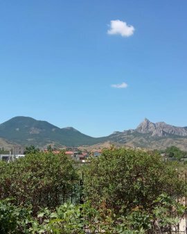 Фото Кактус