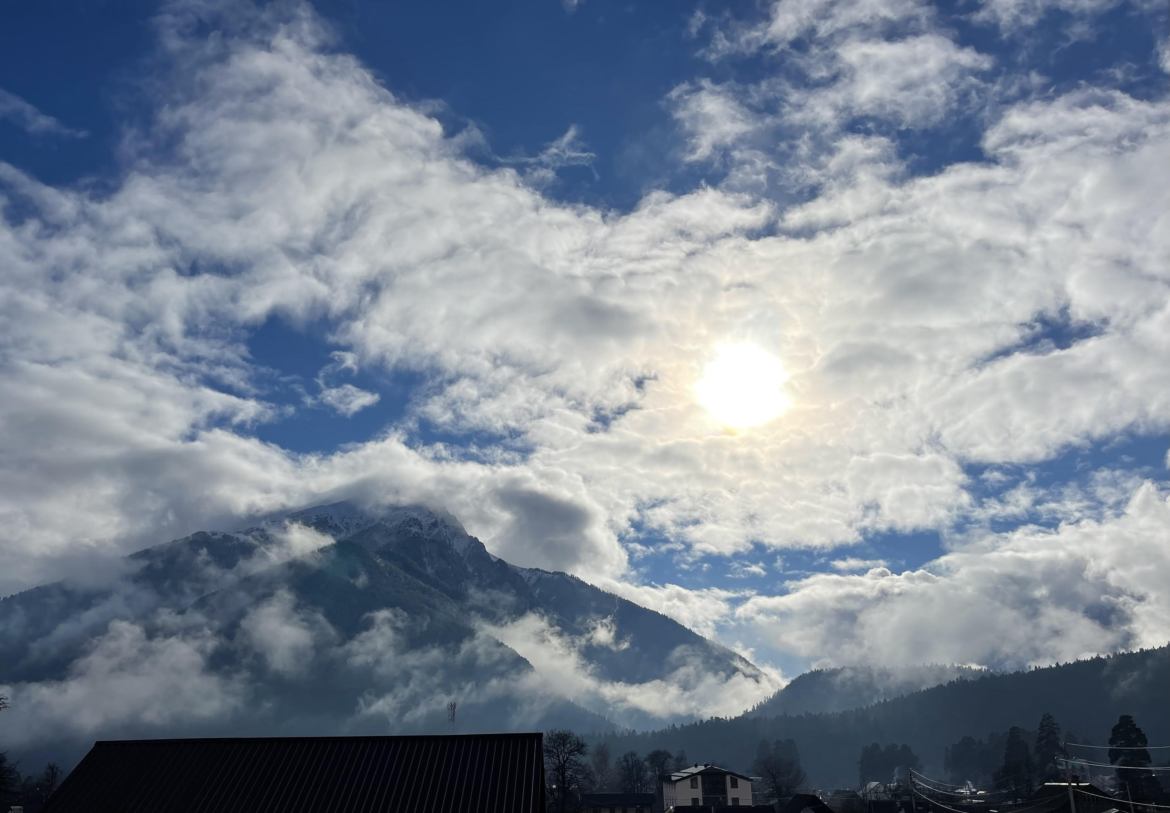 Фото Пихты Snow Point