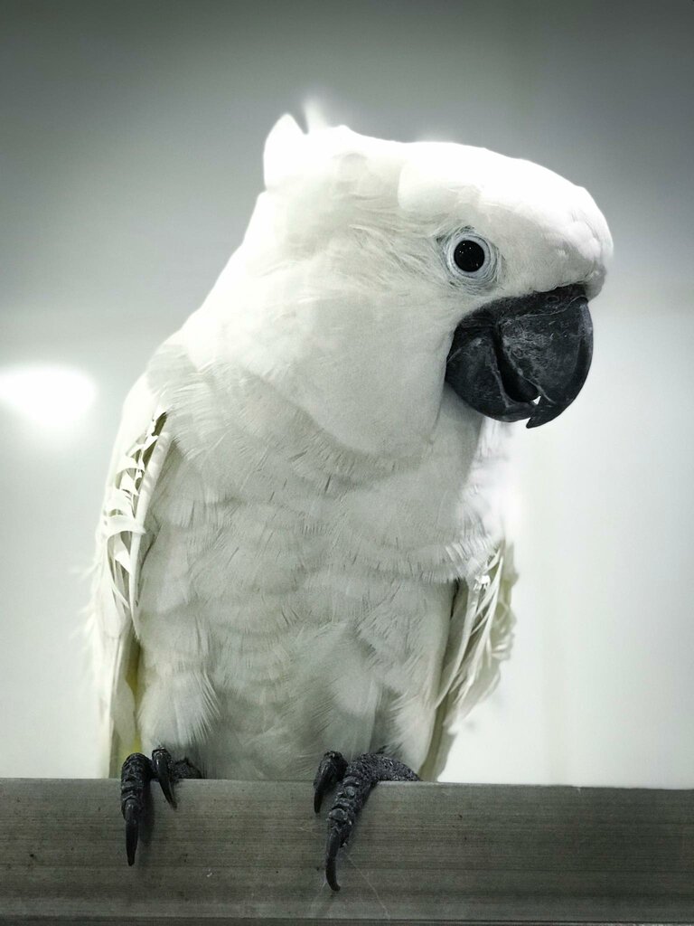 Animal nursery Petlove, Dubai, photo