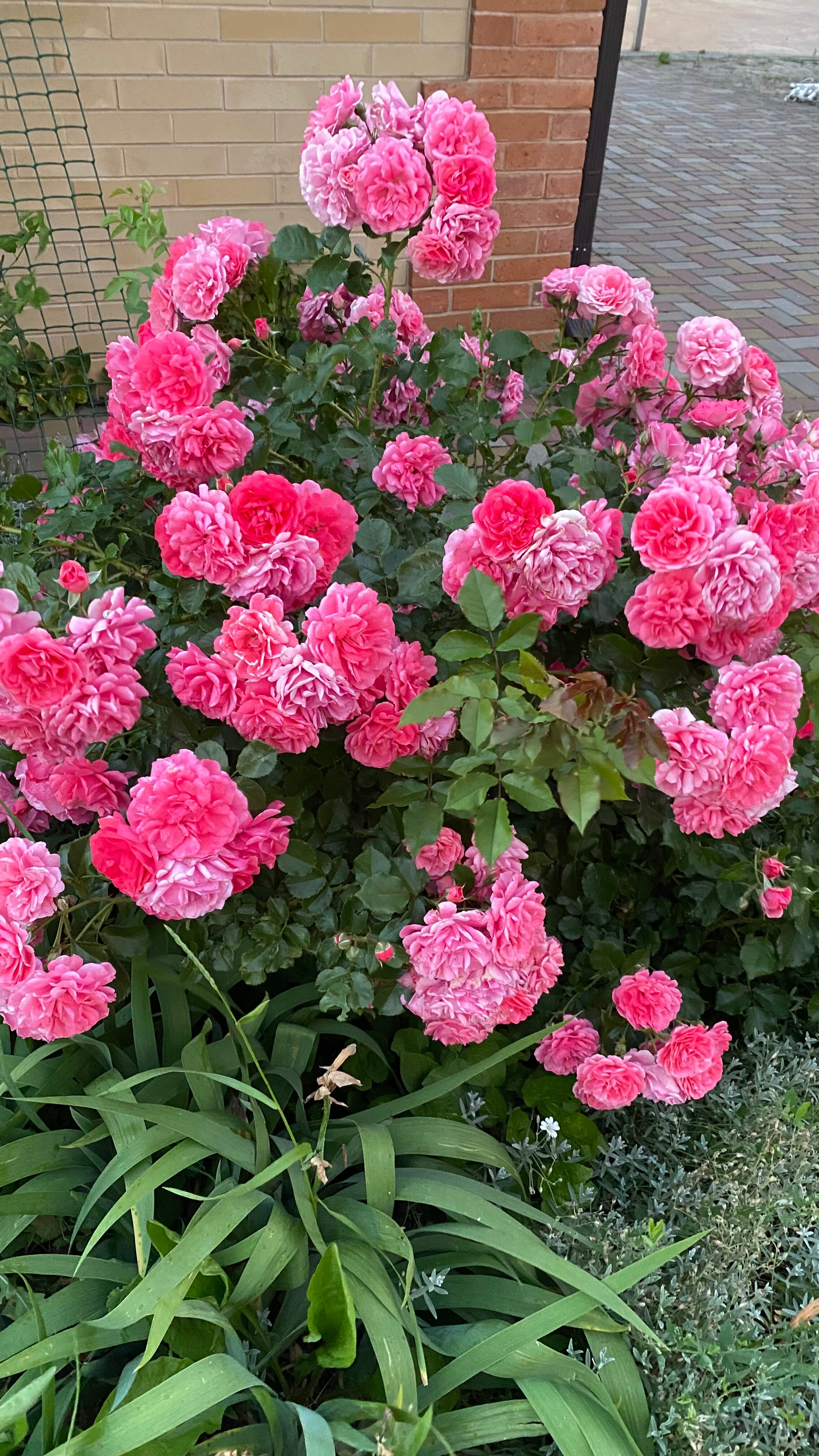 Фото Старая мельница