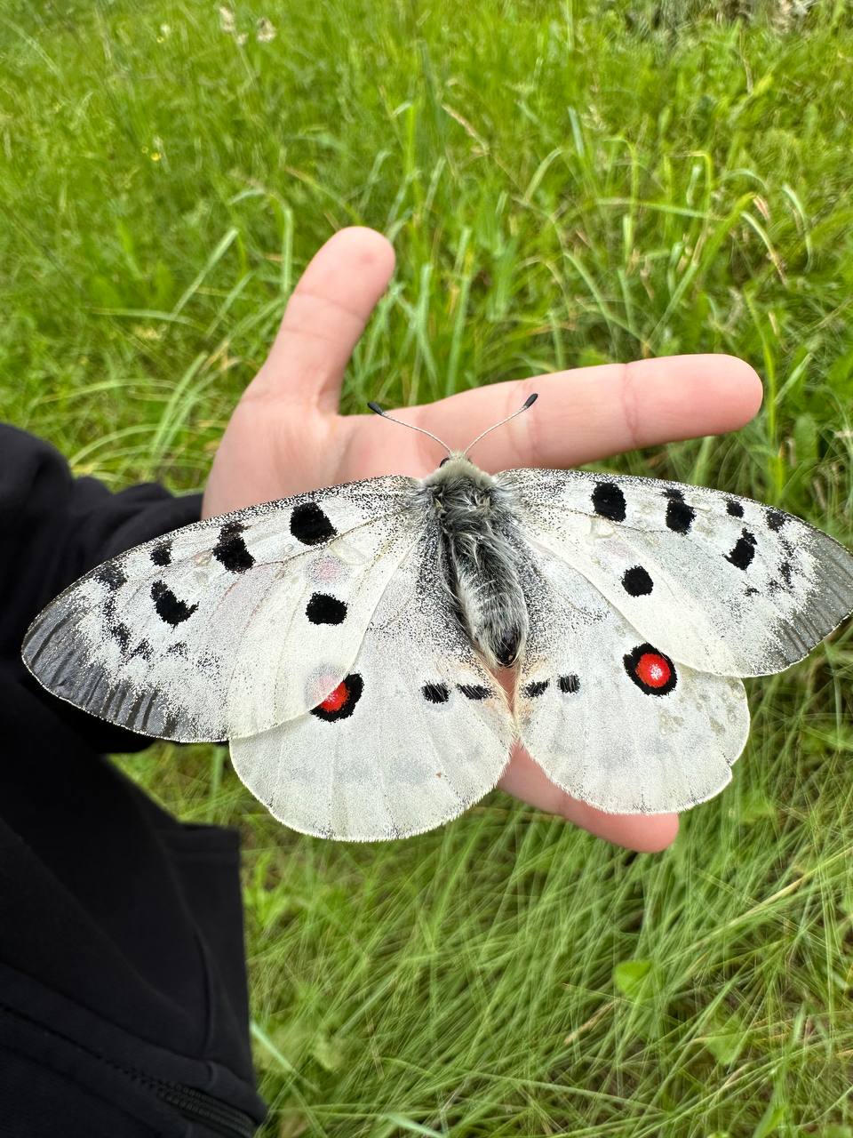 Фото ФорРест