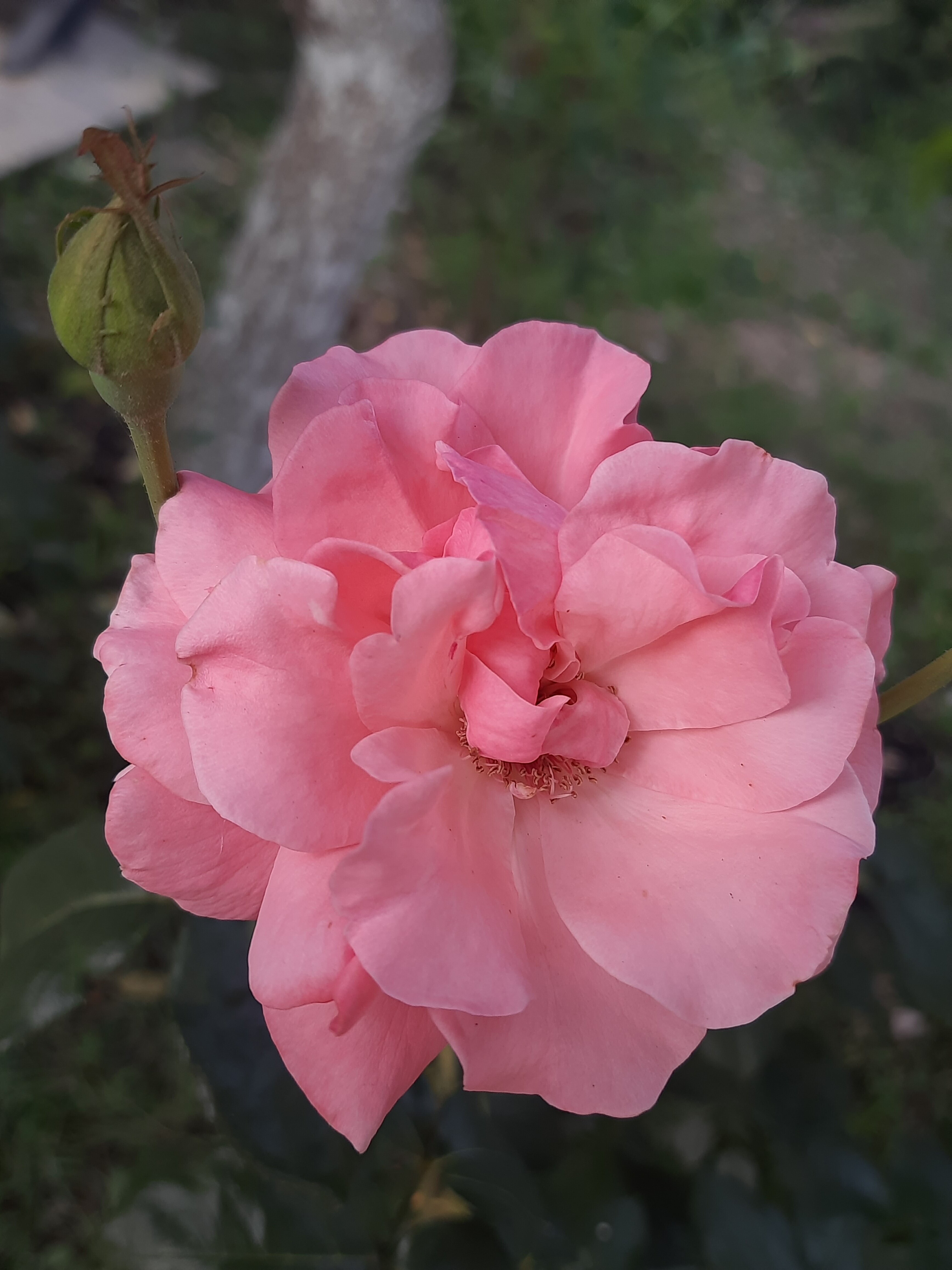 Фото Вилла Роз