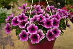 Flowerets (derevnya Syrkovo, Sovetskaya ulitsa, 9), greenhouse