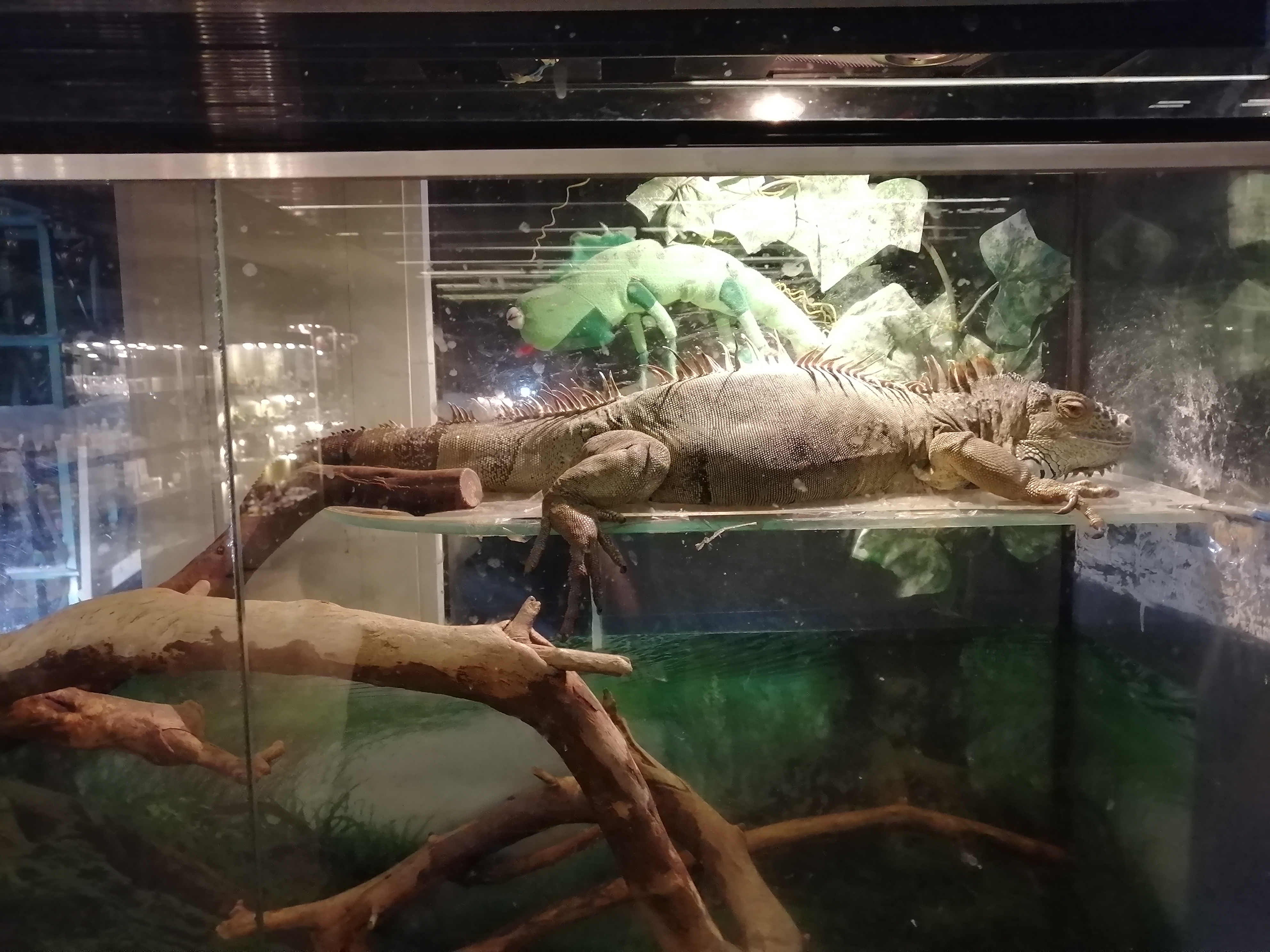 Фото Гелиос