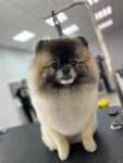 Groominn (Krasniy Avenue, 323/11), pet salon