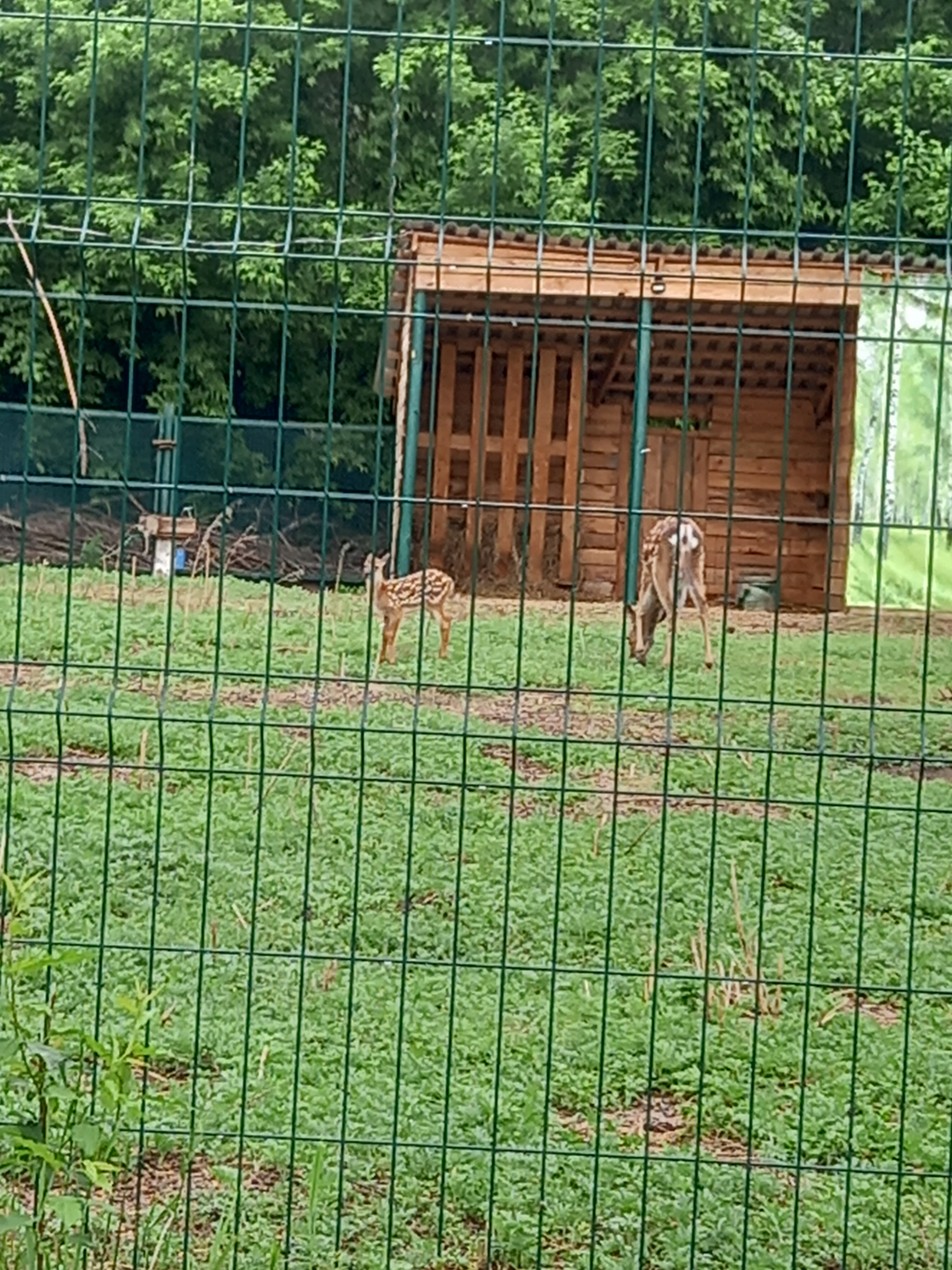 Фото Теремки