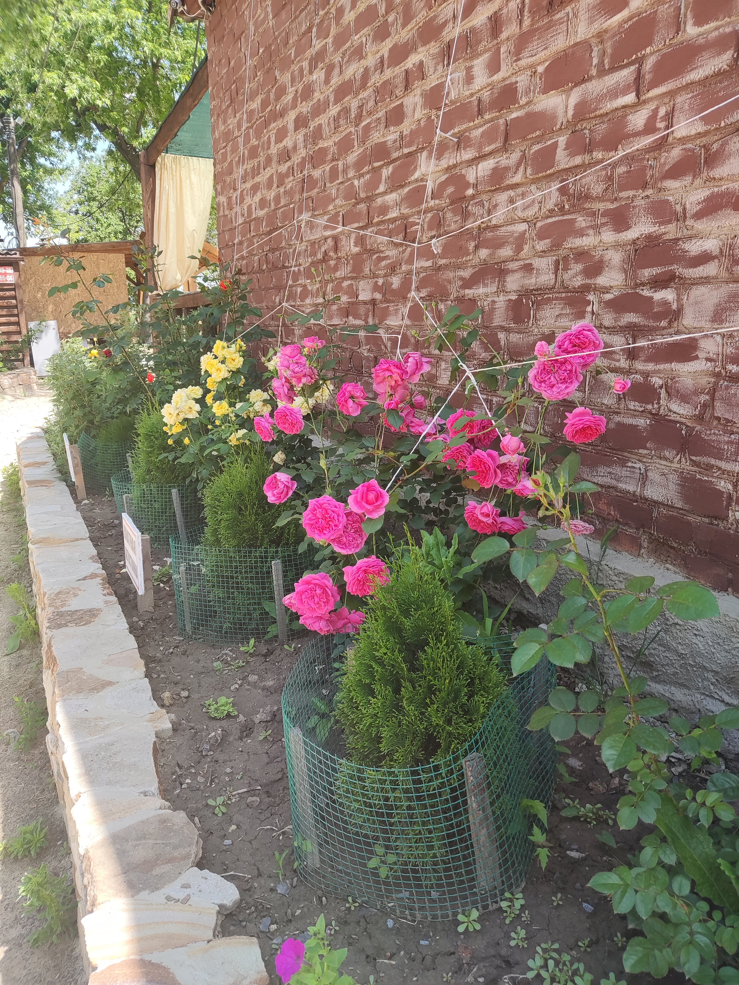 Фото Белуга