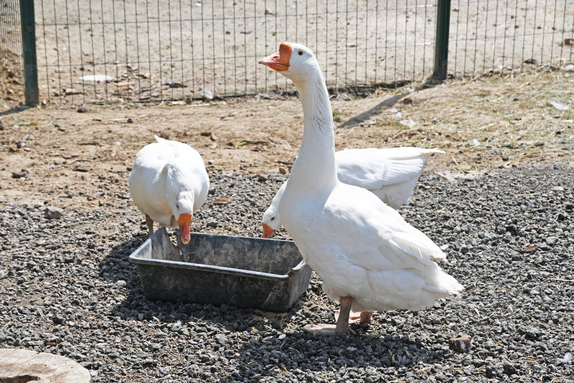 Фото Бунин Ручей