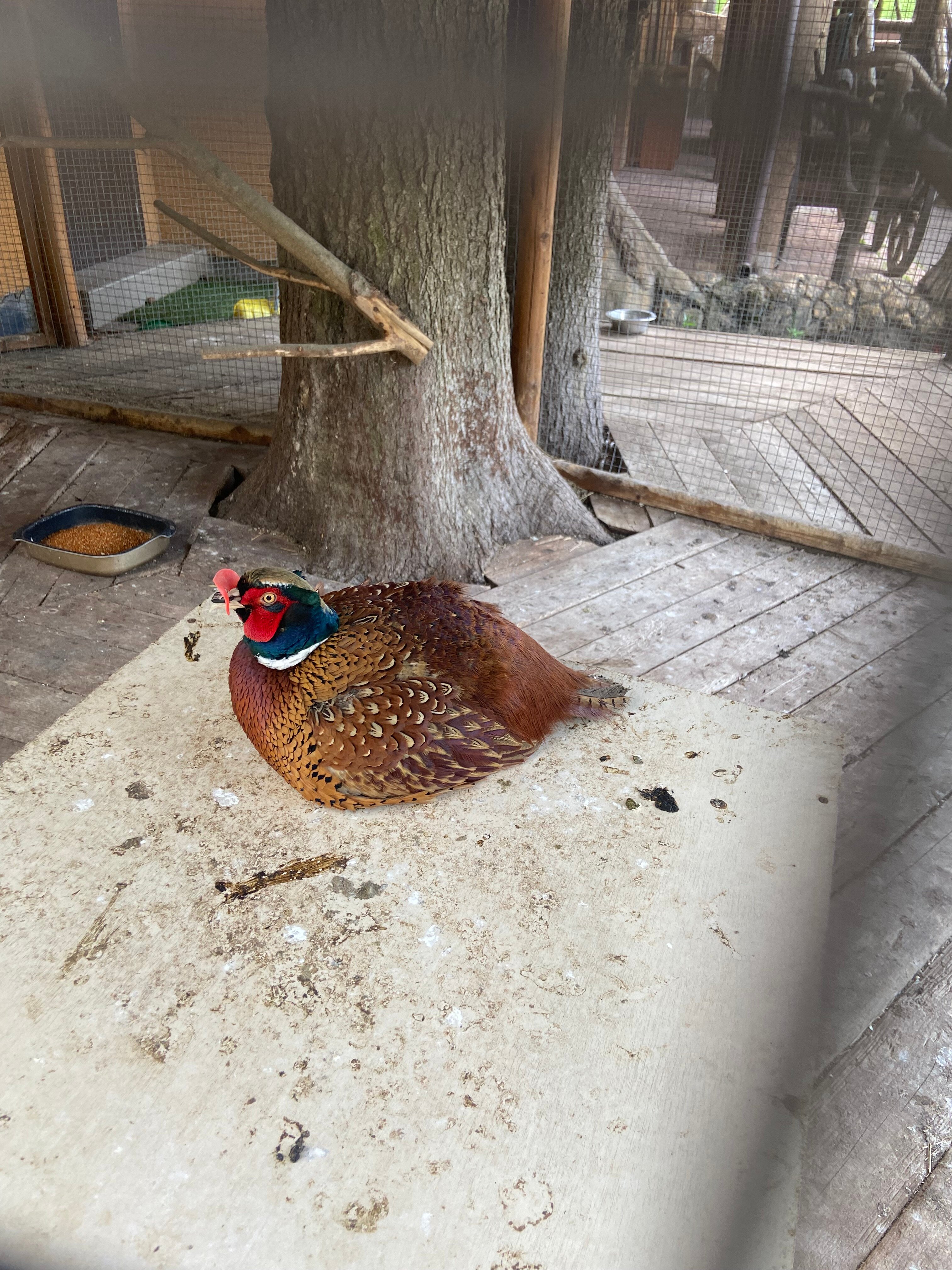 Фото Хомяковское подворье