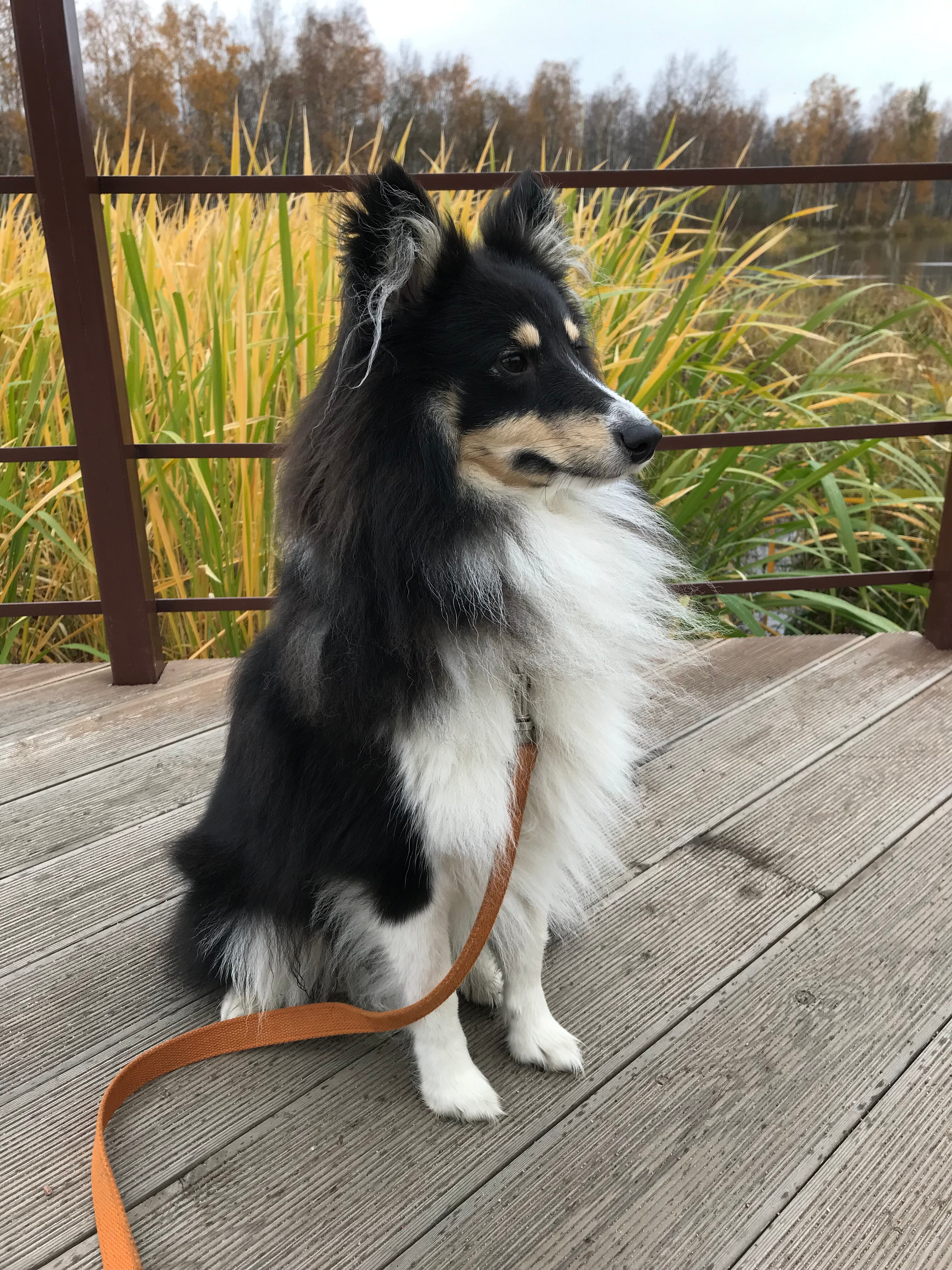 Фото Villa Vitele