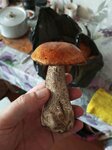 Продукты (Vladimir Region, Gus-Khrustalny rayon, munitsipalnoye obrazovaniye Grigoryevskoye, stantsiya Vekovka) ، محل بقالة