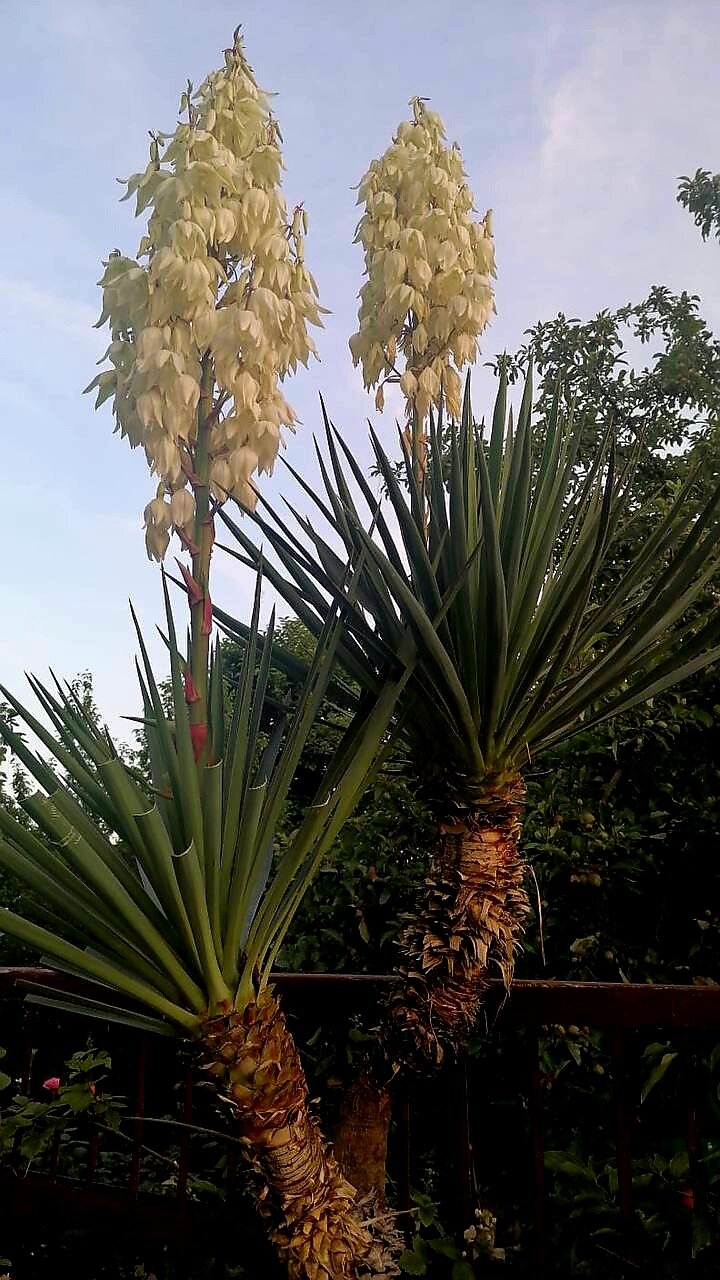 Фото Вилла Вишневая