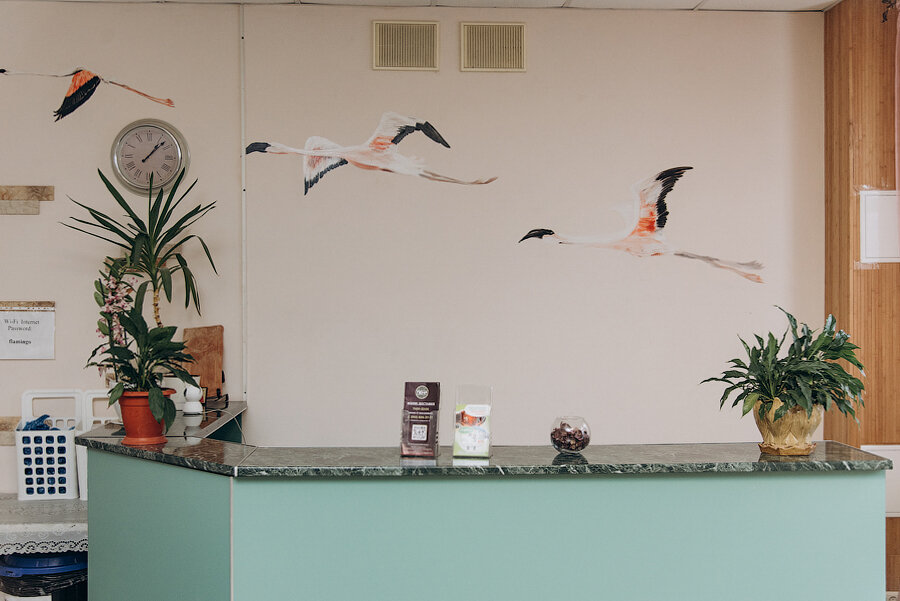 Фото Фламинго