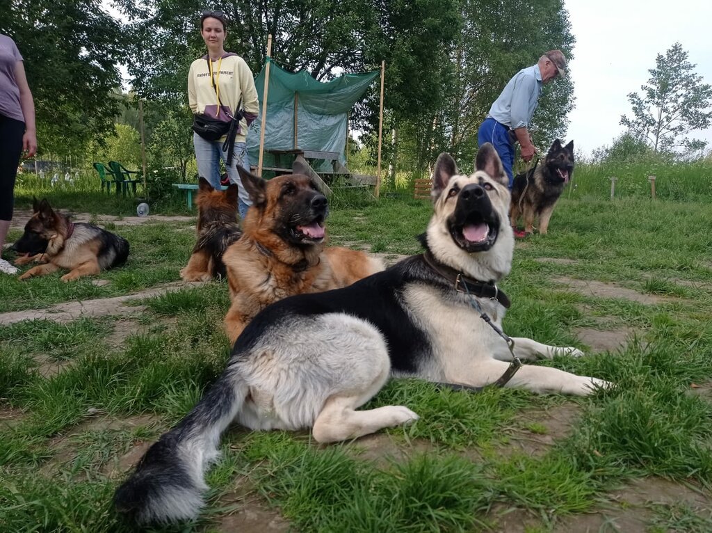 Vivero de animales Pitomnik vostochno-yevropeyskikh ovcharok Veolar, , foto