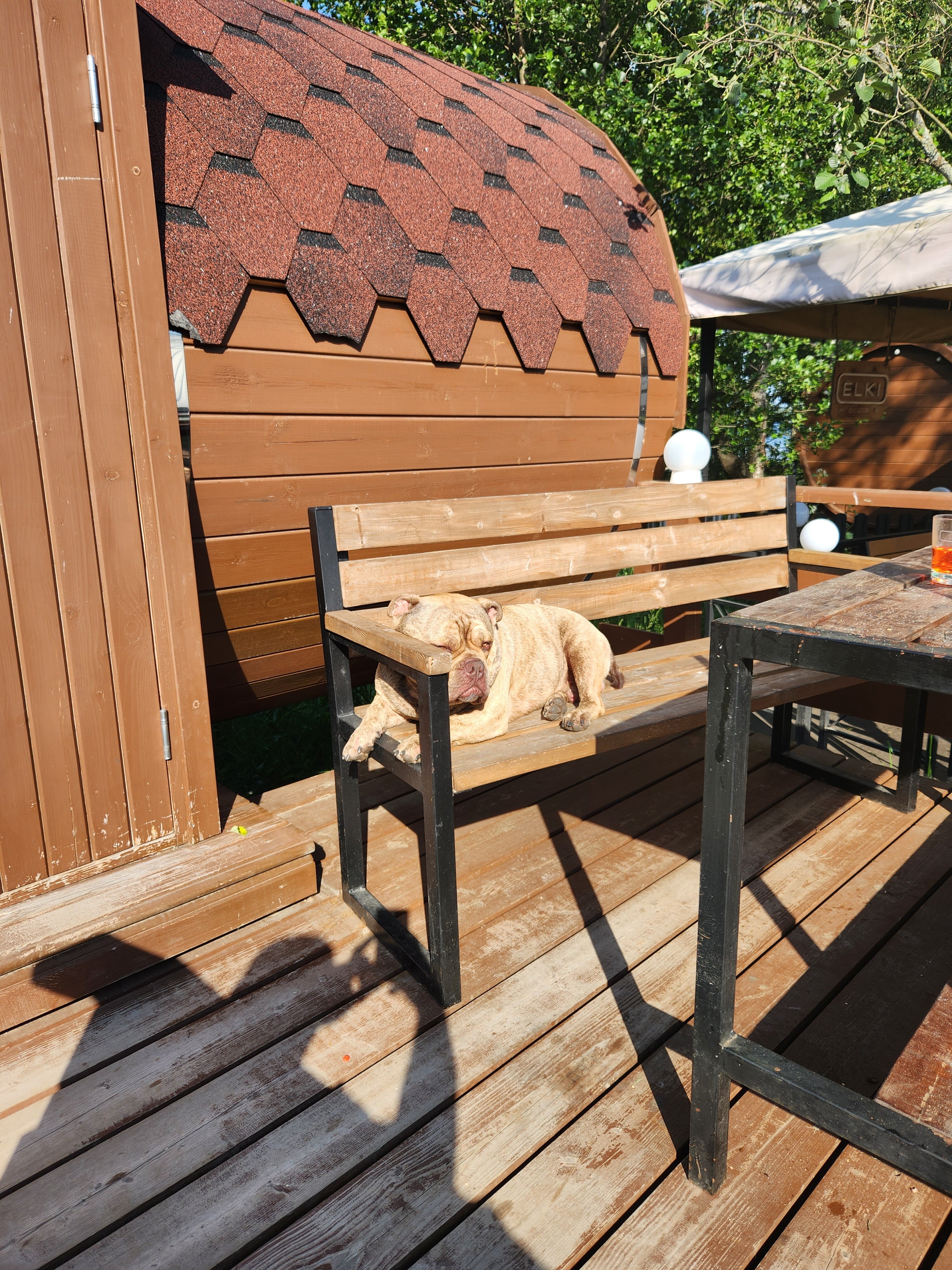 Фото Ёlki в Правдинское озеро