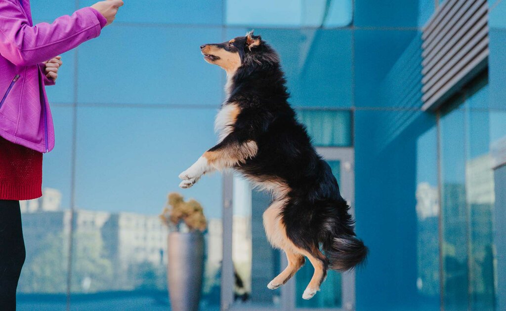 Pet hotel Churchwoods Pet Hotel & Daycare, Dubai, photo