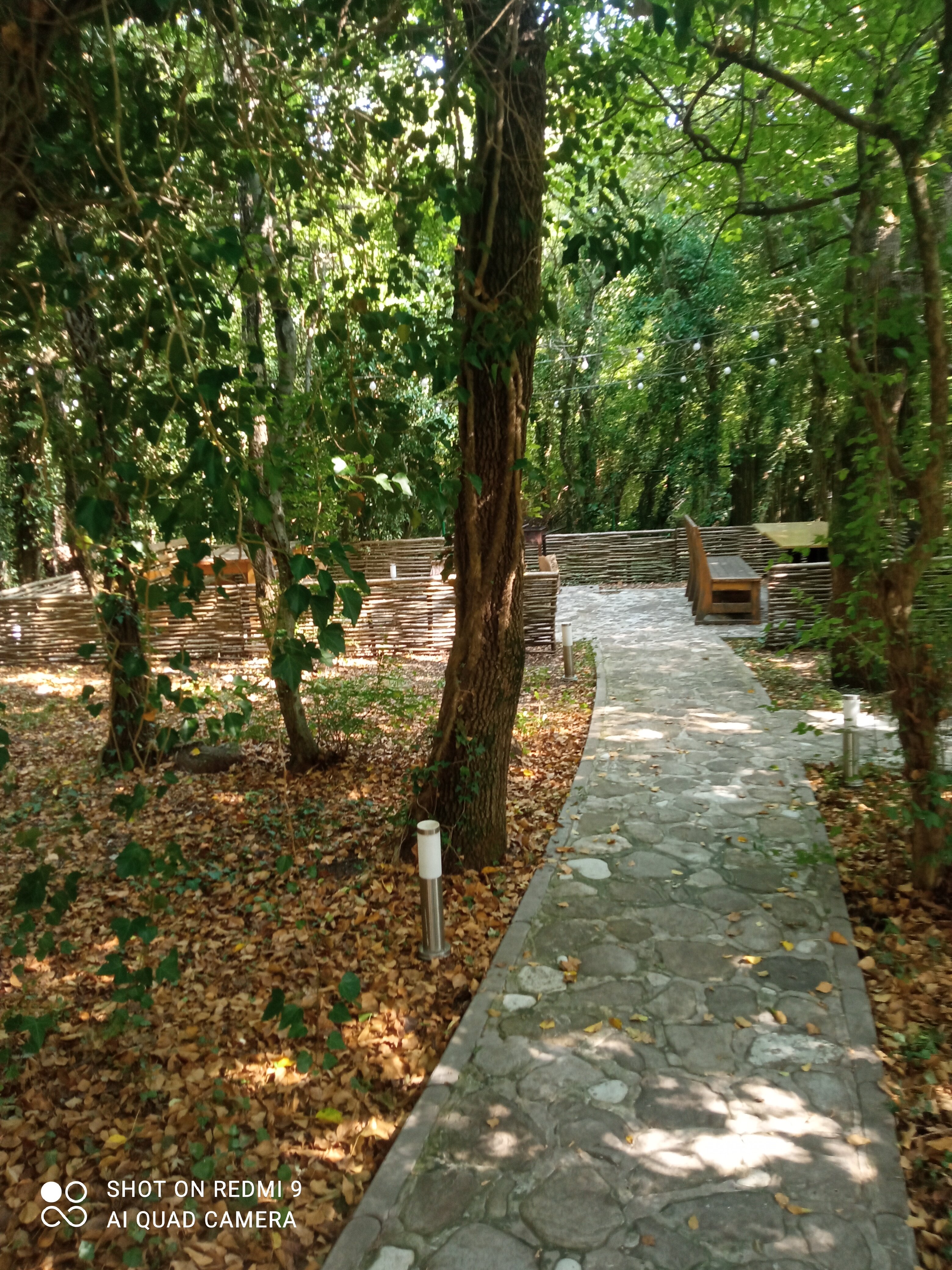 Фото Лесной