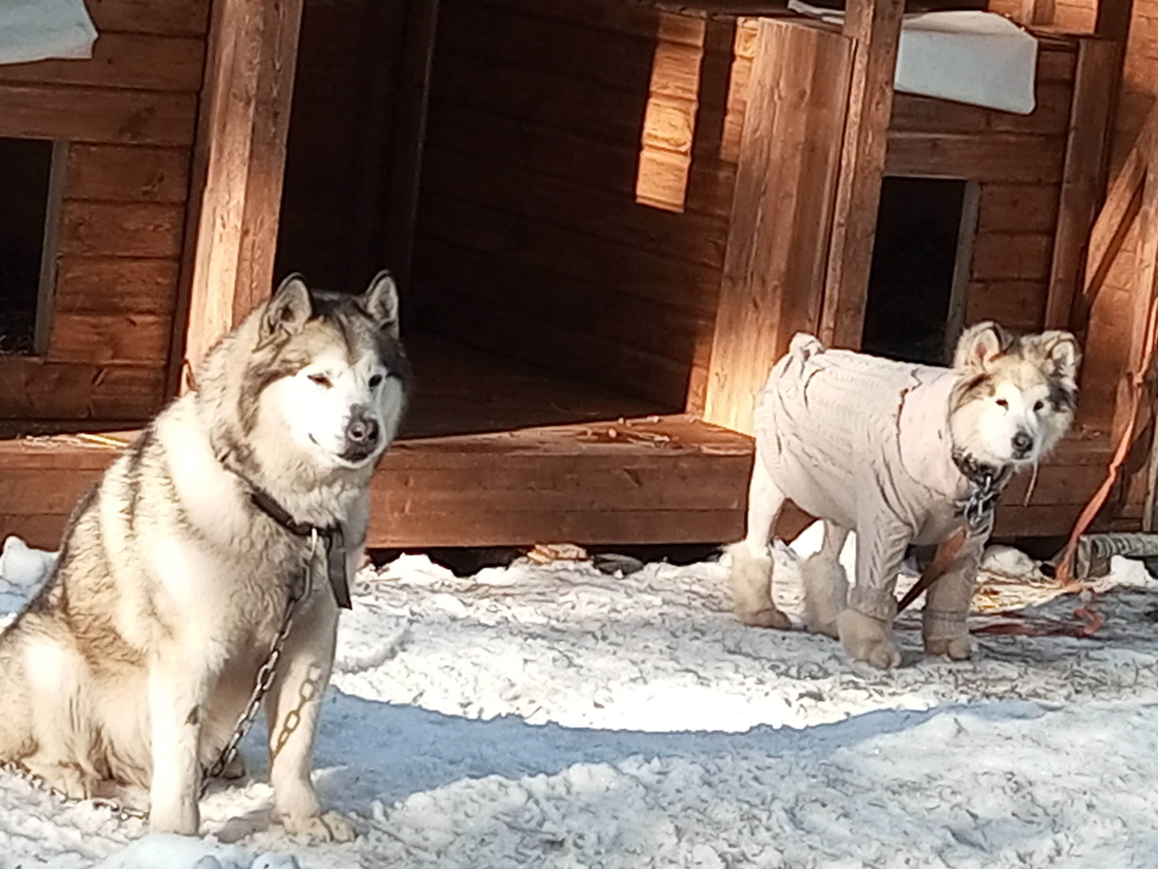 Фото Кангас